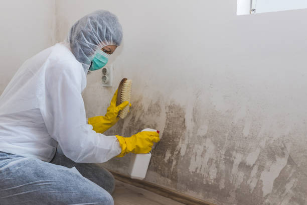 Best Health and Safety Mold Remediation in Coffeyville, KS